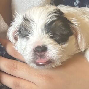 Meet your Posher, Lovely